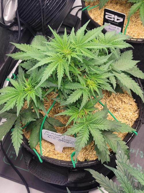 Mimosa x Orange Punch. Week 4