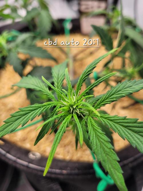 CBD Auto 20:1. Week 4