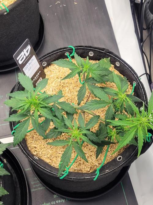 CBD Auto 20:1. Week 4