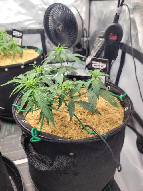 CBD Auto 20:1. Week 4