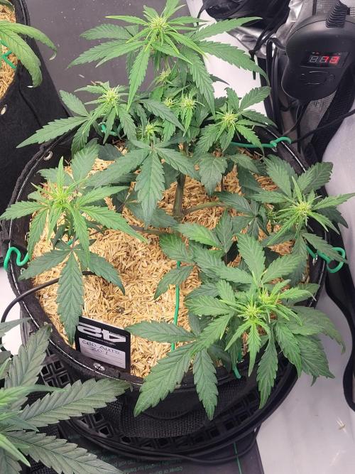 CBD Auto 20:1. Week 4