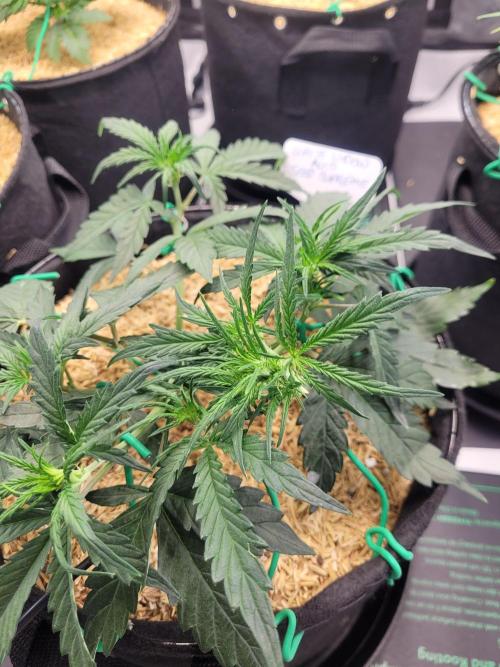 White Widow Auto. Week 4