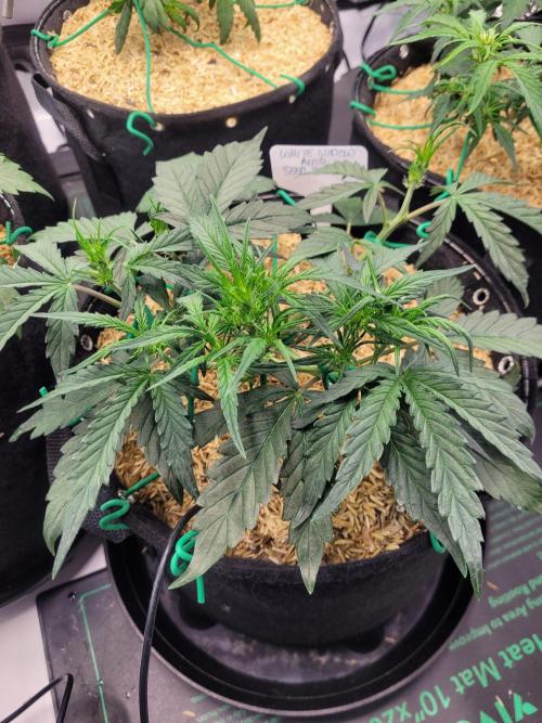 White Widow Auto. Week 4