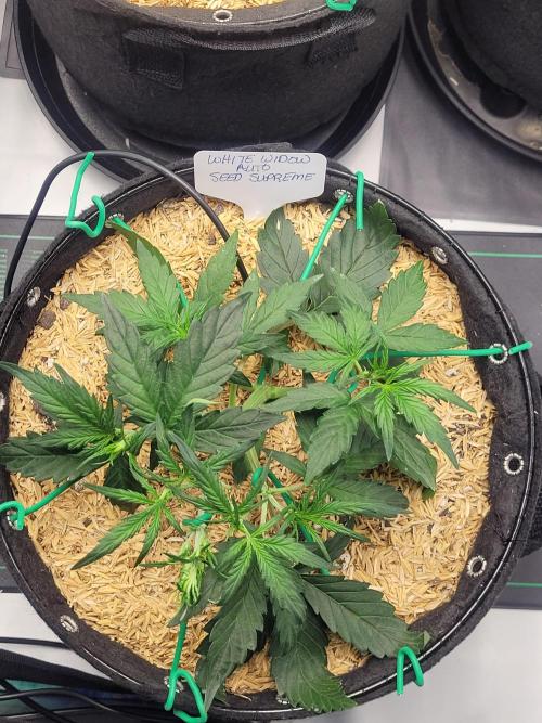 White Widow Auto. Week 4