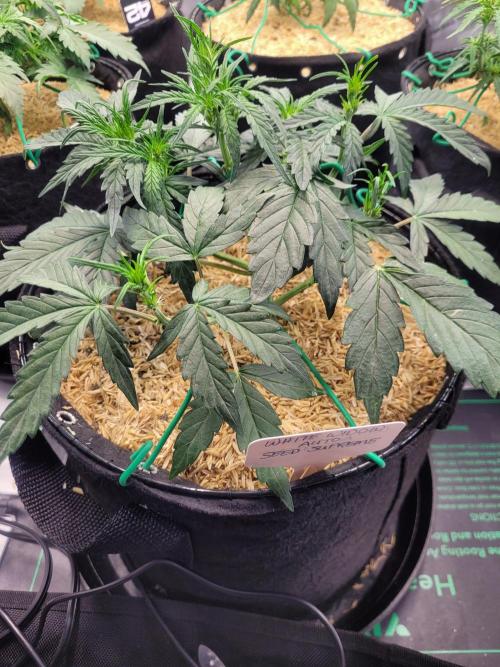White Widow Auto. Week 4