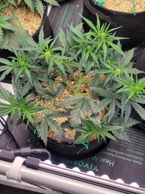 White Widow Auto. Week 4