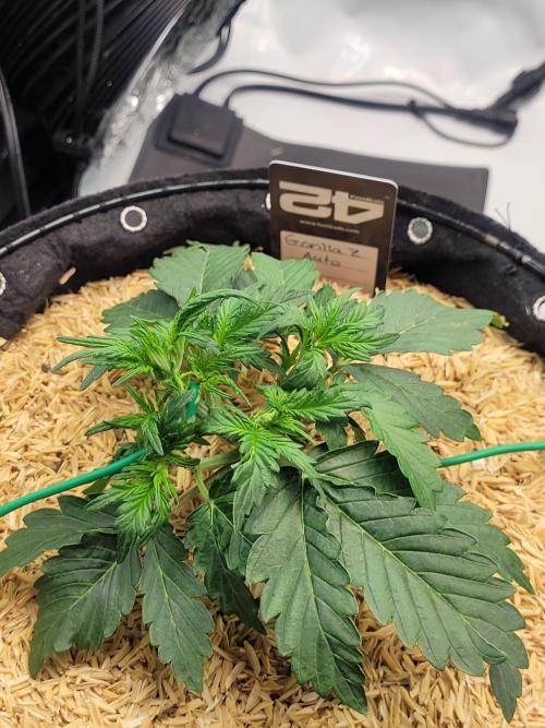 Gorilla Z Auto. Week 3