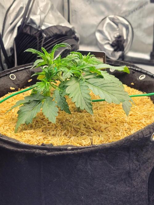 Gorilla Z Auto. Week 3