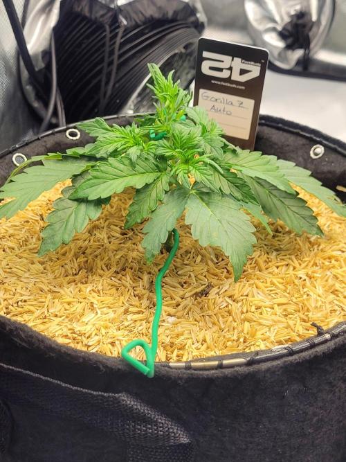 Gorilla Z Auto. Week 3
