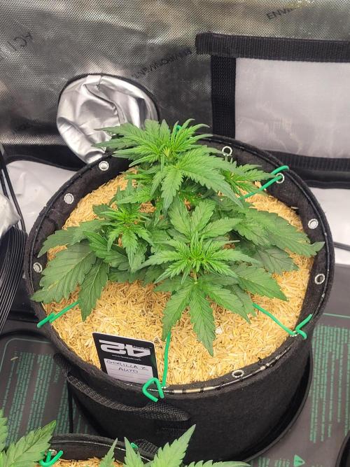 Gorilla Z Auto. Week 3