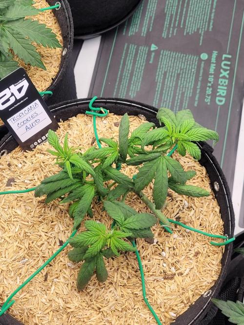 Tropicana Cookies Auto. Week 4