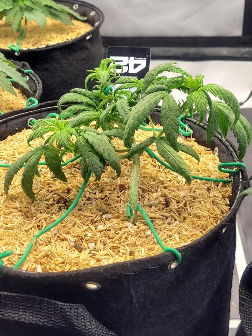 Tropicana Cookies Auto. Week 4