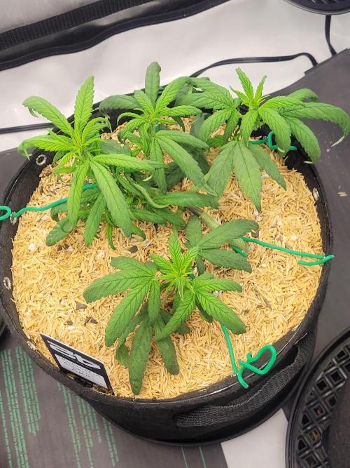Tropicana Cookies Auto. Week 4