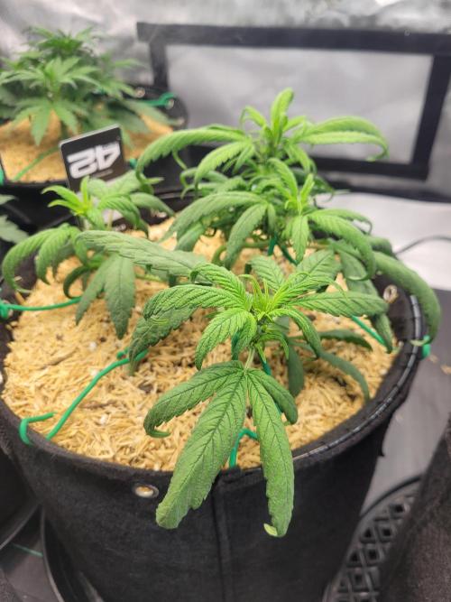 Tropicana Cookies Auto. Week 4