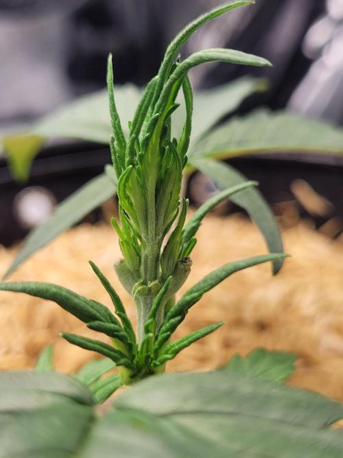 White Widow Auto. Week 3