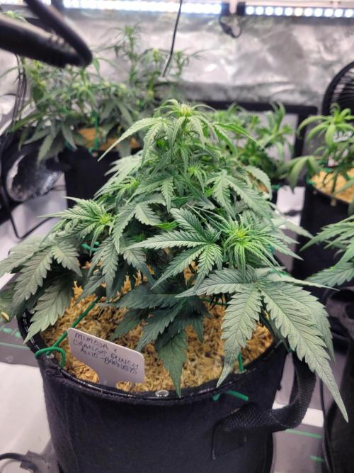 Mimosa x Orange Punch. Week 5