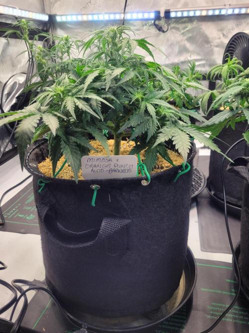 Mimosa x Orange Punch. Week 5