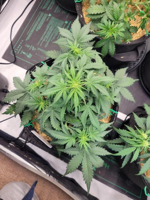 Mimosa x Orange Punch. Week 5