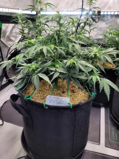 Mimosa x Orange Punch. Week 5