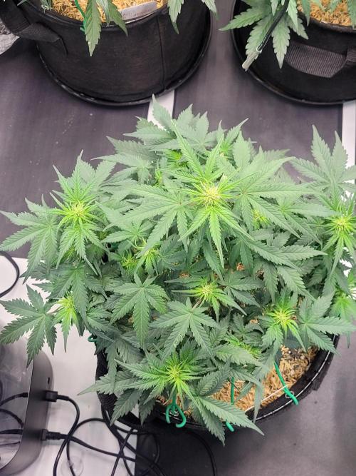 Mimosa x Orange Punch. Week 5