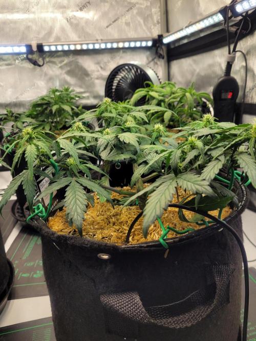 CBD Auto 20:1. Week 5