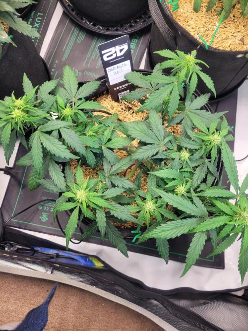 CBD Auto 20:1. Week 5
