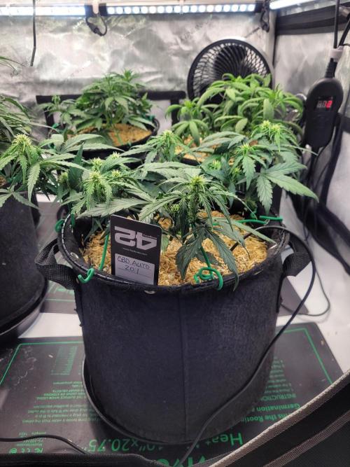 CBD Auto 20:1. Week 5