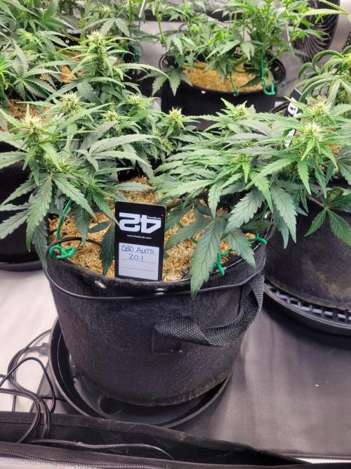 CBD Auto 20:1. Week 5