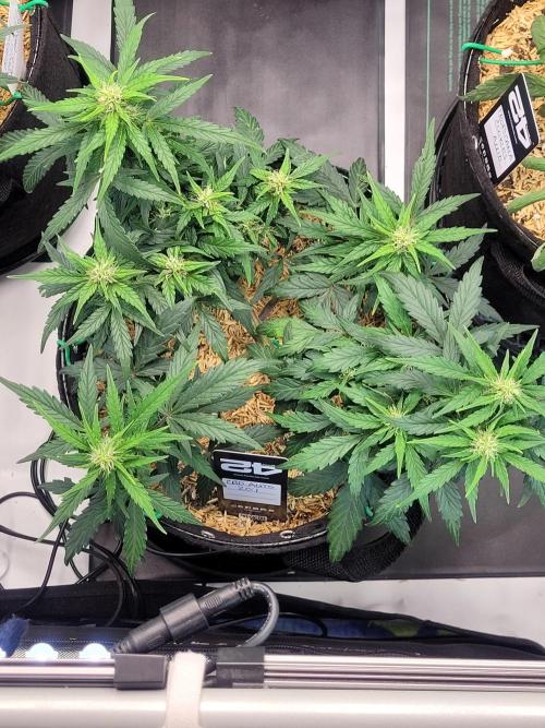CBD Auto 20:1. Week 5