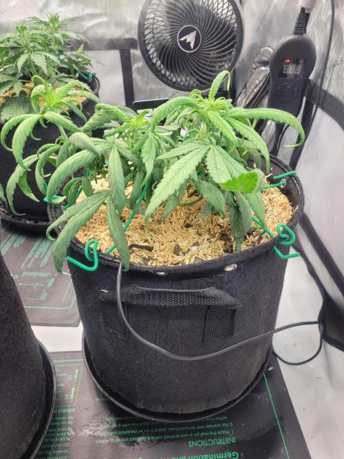 Tropicana Cookies Auto. Week 5