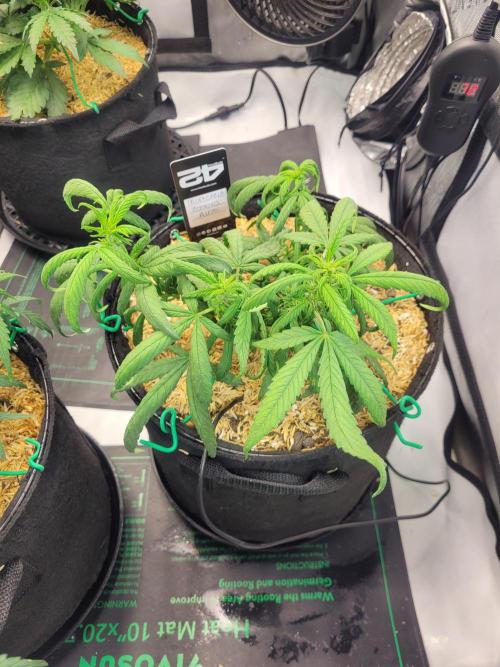 Tropicana Cookies Auto. Week 5