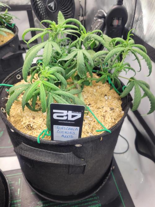Tropicana Cookies Auto. Week 5