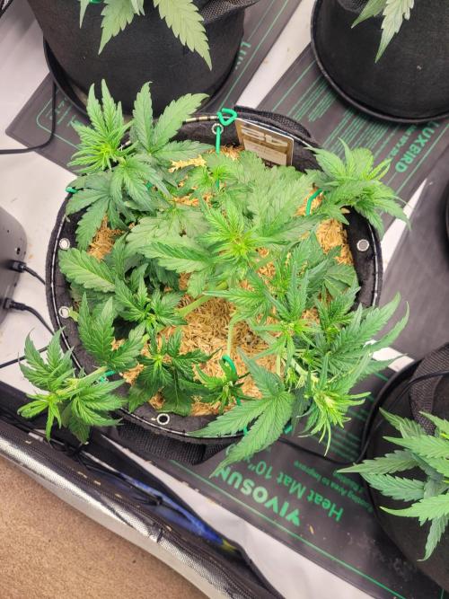 Gorilla Z Auto. Week 4