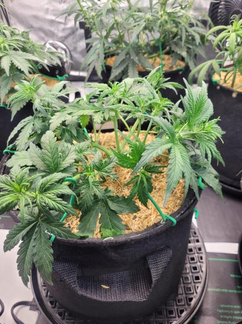 Gorilla Z Auto. Week 4