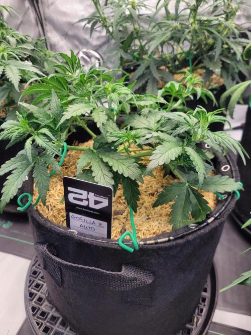 Gorilla Z Auto. Week 4