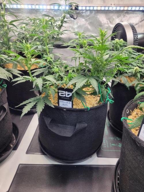 Gorilla Z Auto. Week 4