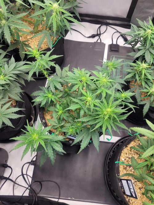 Gorilla Z Auto. Week 4