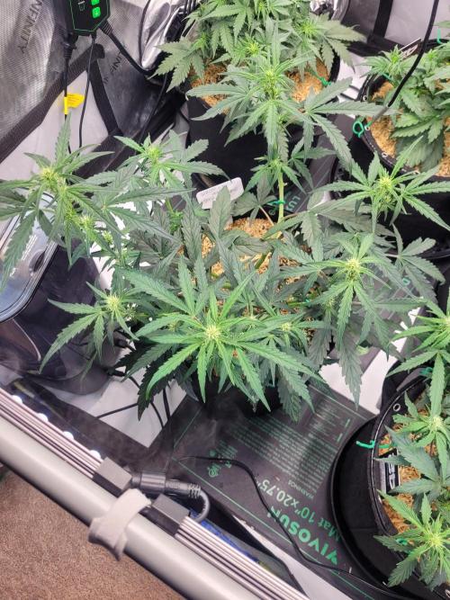 White Widow Auto. Week 5