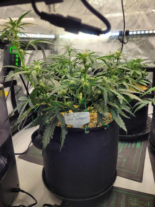 White Widow Auto. Week 5