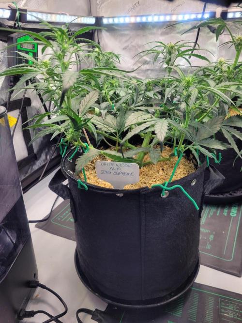 White Widow Auto. Week 5