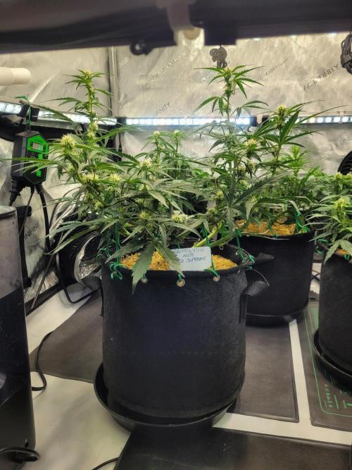 White Widow Auto. Week 5