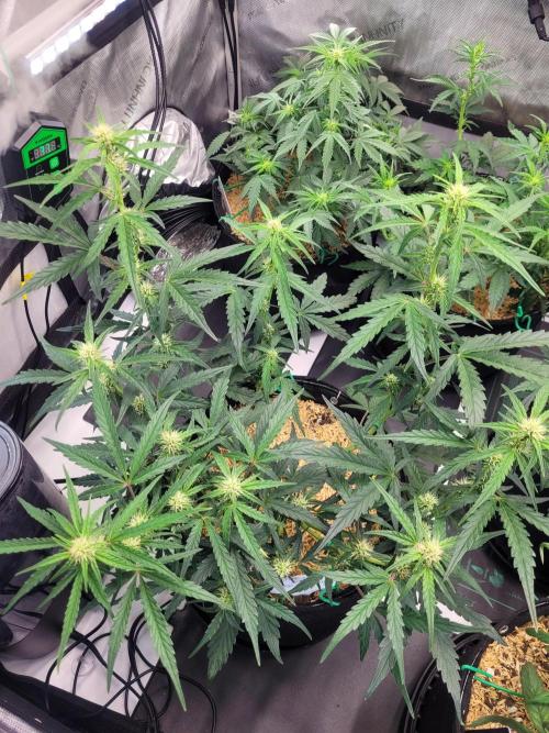 White Widow Auto. Week 5