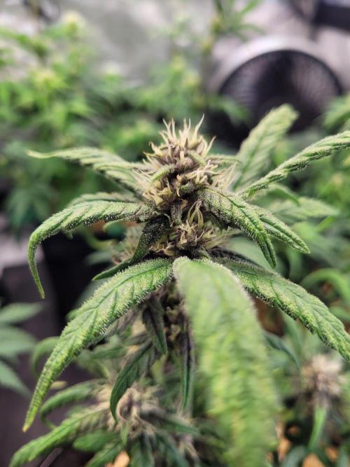 Tropicana Cookies Auto. Week 6