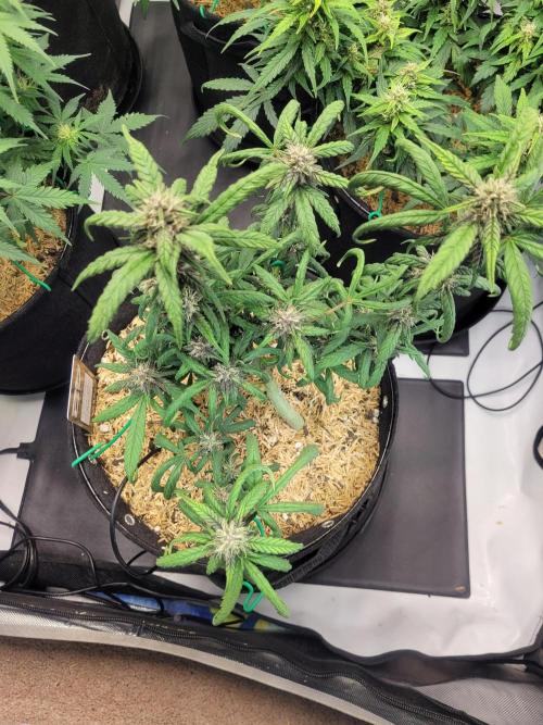 Tropicana Cookies Auto. Week 6