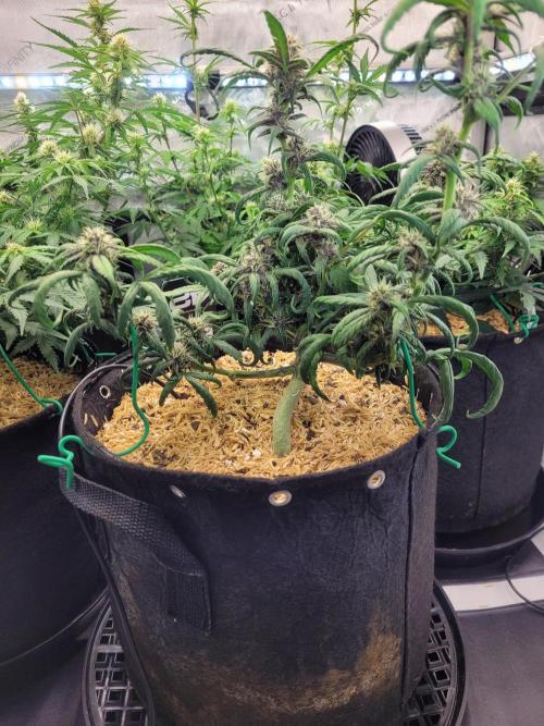 Tropicana Cookies Auto. Week 6