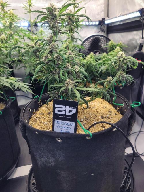 Tropicana Cookies Auto. Week 6