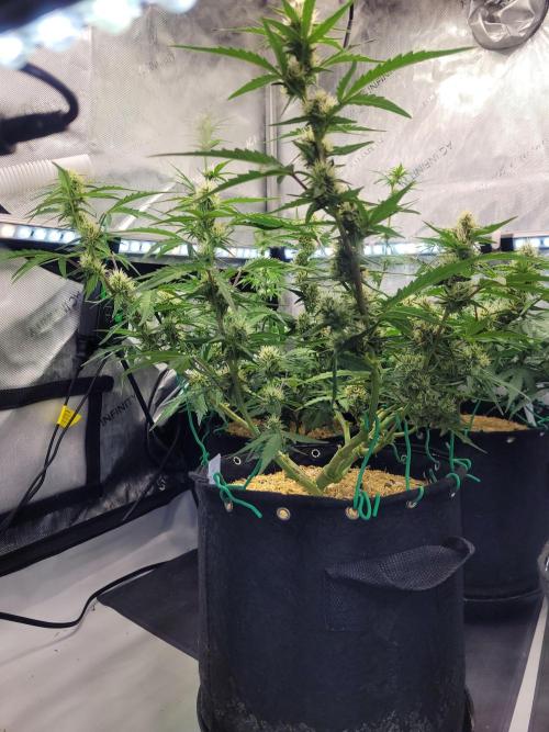 White Widow Auto. Week 6