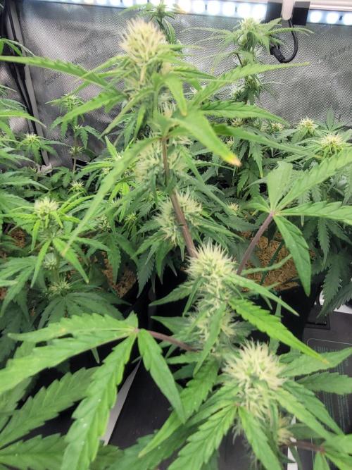 White Widow Auto. Week 6