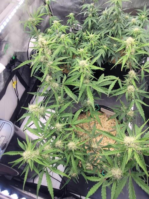 White Widow Auto. Week 6
