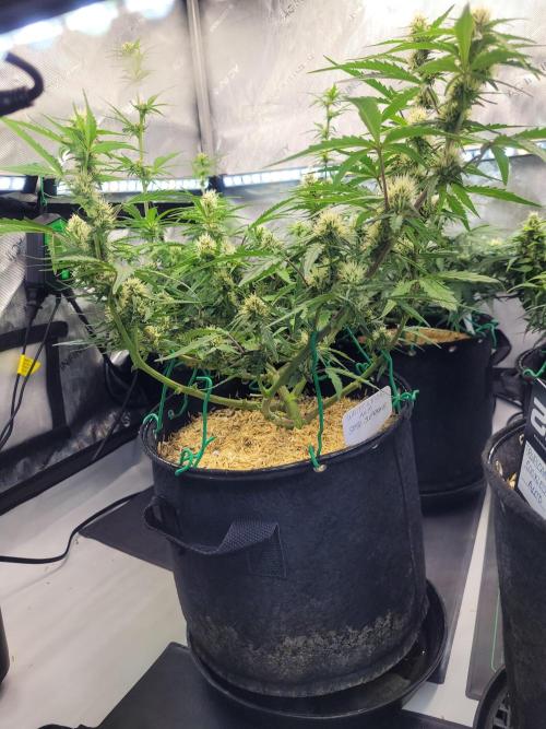 White Widow Auto. Week 6